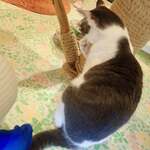 保護猫カフェmataxtabi - スミレ「しつこいおんちゃにねこぱんちしようかしら」
