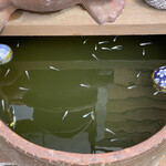 ロッキーガーデン - 白メダカがいました♪