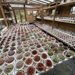 ロッキーガーデン - 多肉植物も本気です✨