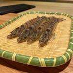 鮨 みつよし - 鹿児島県産車海老