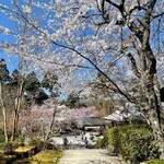 京都大原三千院 - 桜満開です