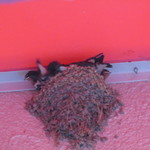 ジテヤ - 軒先のツバメのひな