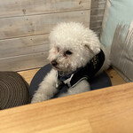 サッカバッカ - 余裕の風格