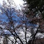 Yamucha Haru No Sora - 近くの大通公園では桜が咲いていました。