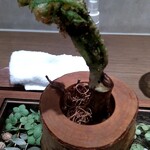 ラチュレ - 山梨産タラの芽