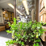 おちゃらか - 店先には茶の木が植えてあります