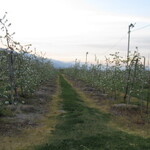炭火焼き うなぎの店 旦 - 道中のリンゴ園