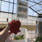 松井ファーム - 