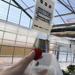 松井ファーム - 