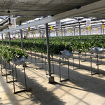 松井ファーム - 