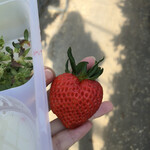 松井ファーム - 