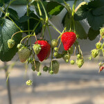 松井ファーム - 