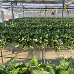 松井ファーム - 