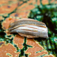 鮨 花車 - 天草の小肌