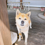 串焼き BUBU-TON - 