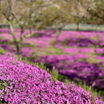 らー麺　Do・Ni・Bo - 立谷川の芝桜