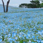 ヤマサ水産 - ひたち海浜公園のネモフィラ