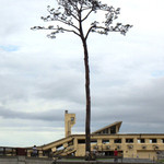 熊谷 - サービスショット！「奇跡の一本松」