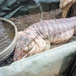 横浜亜熱帯茶館 - 自分が帰る頃までおきない彼