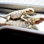 横浜亜熱帯茶館 - 欲しい。。家族にしたい