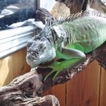 横浜亜熱帯茶館 - この子が自分に求婚の舞を