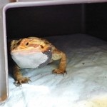 横浜亜熱帯茶館 - 手がむっちむきゅで可愛い