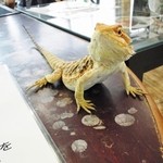 横浜亜熱帯茶館 - やんばい可愛いけど逃走しすぎ（笑）