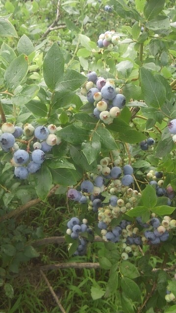 おおたけ農園 - 十和田市（その他）の写真