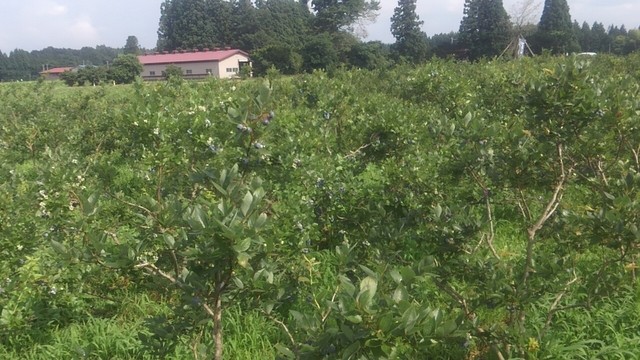 おおたけ農園 - 十和田市（その他）の写真