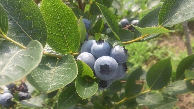 おおたけ農園 十和田市の新鮮野菜直売所