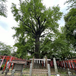 おせんだんご - 樹齢600年の樹木がそこここに