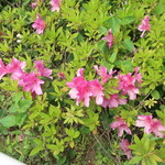 ラーメン二郎 - 近くで咲くツツジ