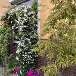 ティーガーデン - 