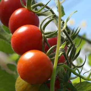 농후하고 당도가 높은 과일 토마토 "OSMIC 토마토"