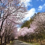Shirakami Hanten - オマケ・岩木山麓オオヤマザクラ