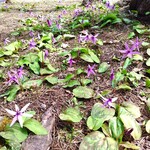 白神飯店 - オマケ・桜林のカタクリ