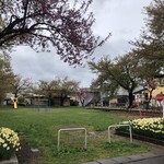 Rabitto Kuriku - 店のすぐ横の西弘前児童公園！大きな木は桜の木！桜散ってしまっているが水仙が咲き乱れていてとっても良い公園だ。