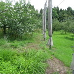Resutoran Yamazaki - 左　自然栽培　　　　　　右　一般のリンゴ畑　　雑草の丈が違います。