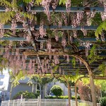 蕎亭 仙味洞 - 近所の公園、希望ヶ丘南公園の藤の花？