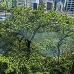 アンティキ・サポーリ - 