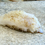 鮨德 - 泥障烏賊