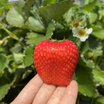 姫路ハートフル観光農園 - 