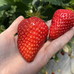 姫路ハートフル観光農園 - 