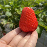 姫路ハートフル観光農園 - 