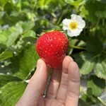 姫路ハートフル観光農園 - 