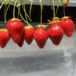 姫路ハートフル観光農園 - 