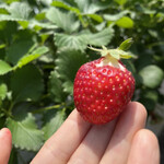 姫路ハートフル観光農園 - 