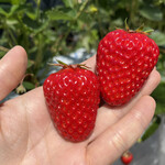 姫路ハートフル観光農園 - 