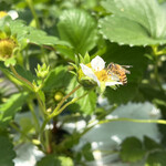 姫路ハートフル観光農園 - 