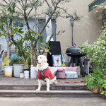 Y's DOGCAFE - 